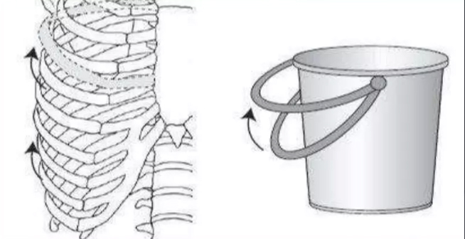 Illustration of ribs moving in the bucket handle motion.  Ribs are pictured on the left with arrow showing them moving upwards from their attachment at the sternum. Image on the right is of a bucket handle making the same motion.